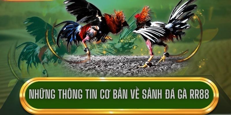 Những thông tin cơ bản về sảnh đá gà RR88