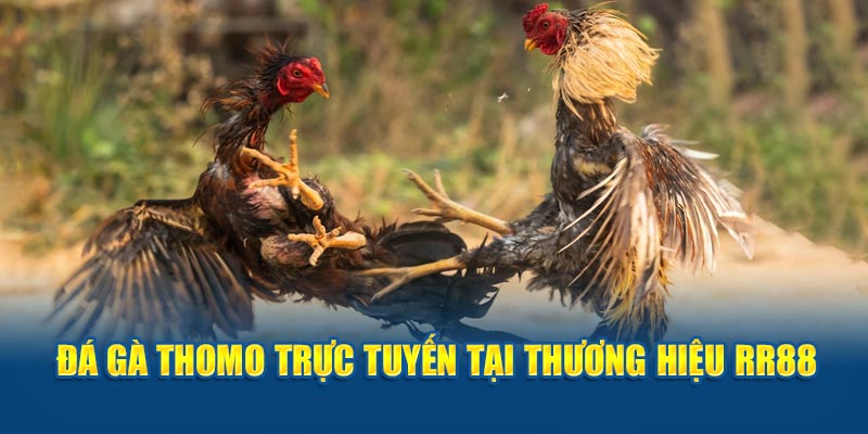 Đá Gà Thomo - Xem Trực Tiếp, Đặt Cược Trực Tuyến Tại Nhà Cái RR88