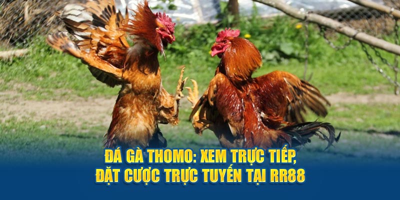 Đá gà Thomo trực tuyến tại thương hiệu RR88