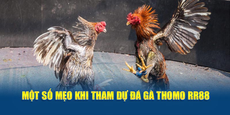 Một số mẹo khi tham dự đá gà Thomo rr88