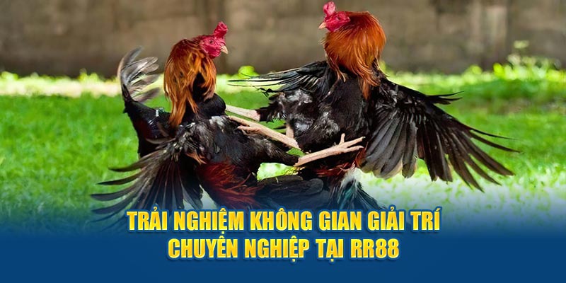 Trải nghiệm không gian giải trí chuyên nghiệp tại RR88